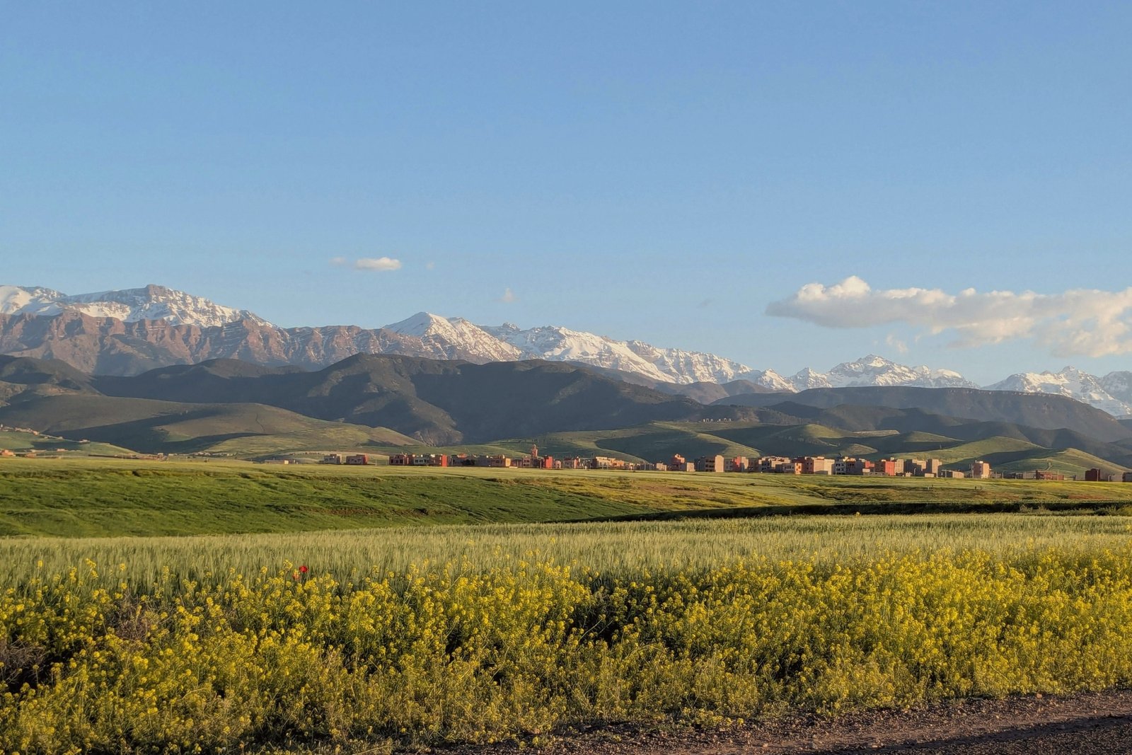 Field of yellow flowers overlooking the snow-capped High Atlas Mountains in Morocco
