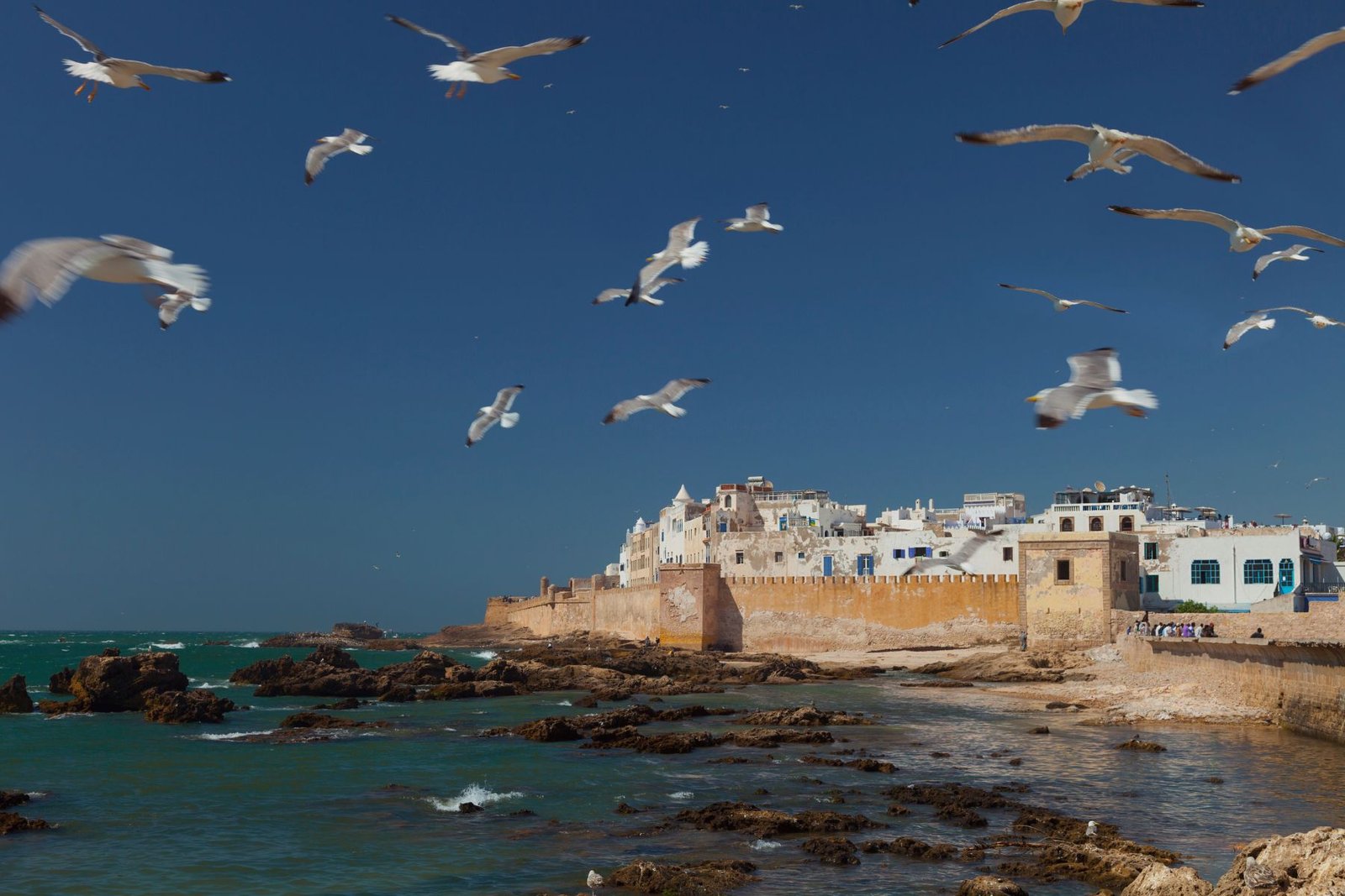 Mouettes volant au-dessus des remparts historiques d'Essaouira, une destination touristique emblématique du Maroc