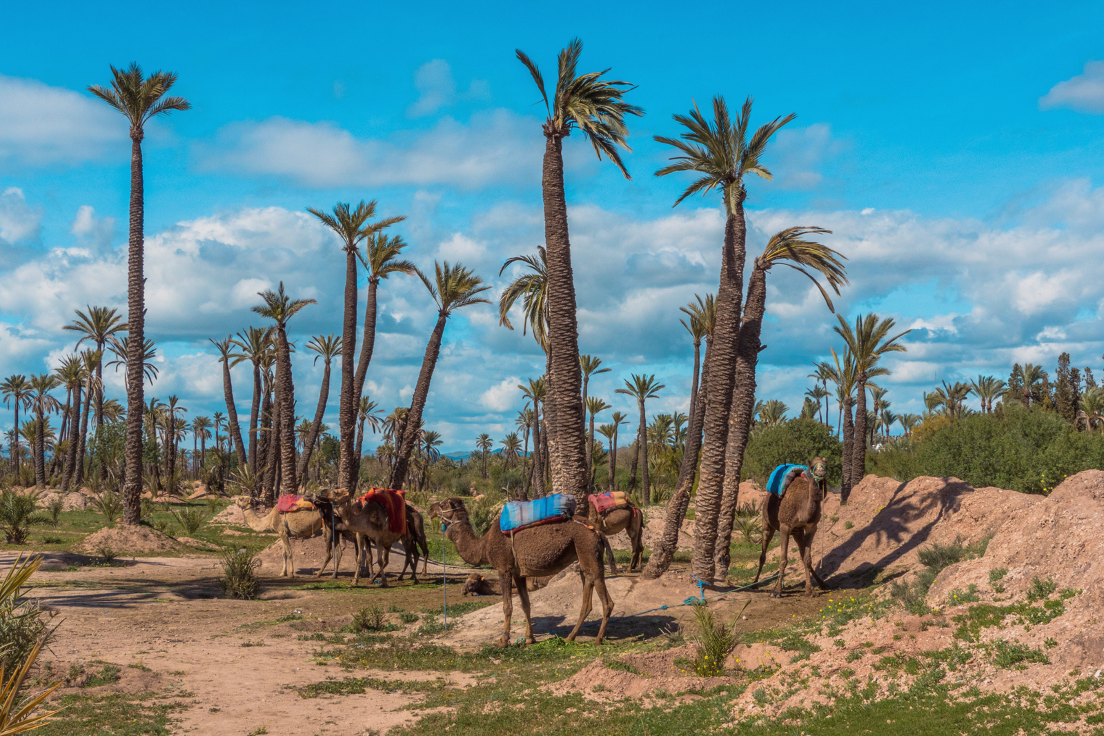 Palm trees and camels in the Palmeraie of Marrakech