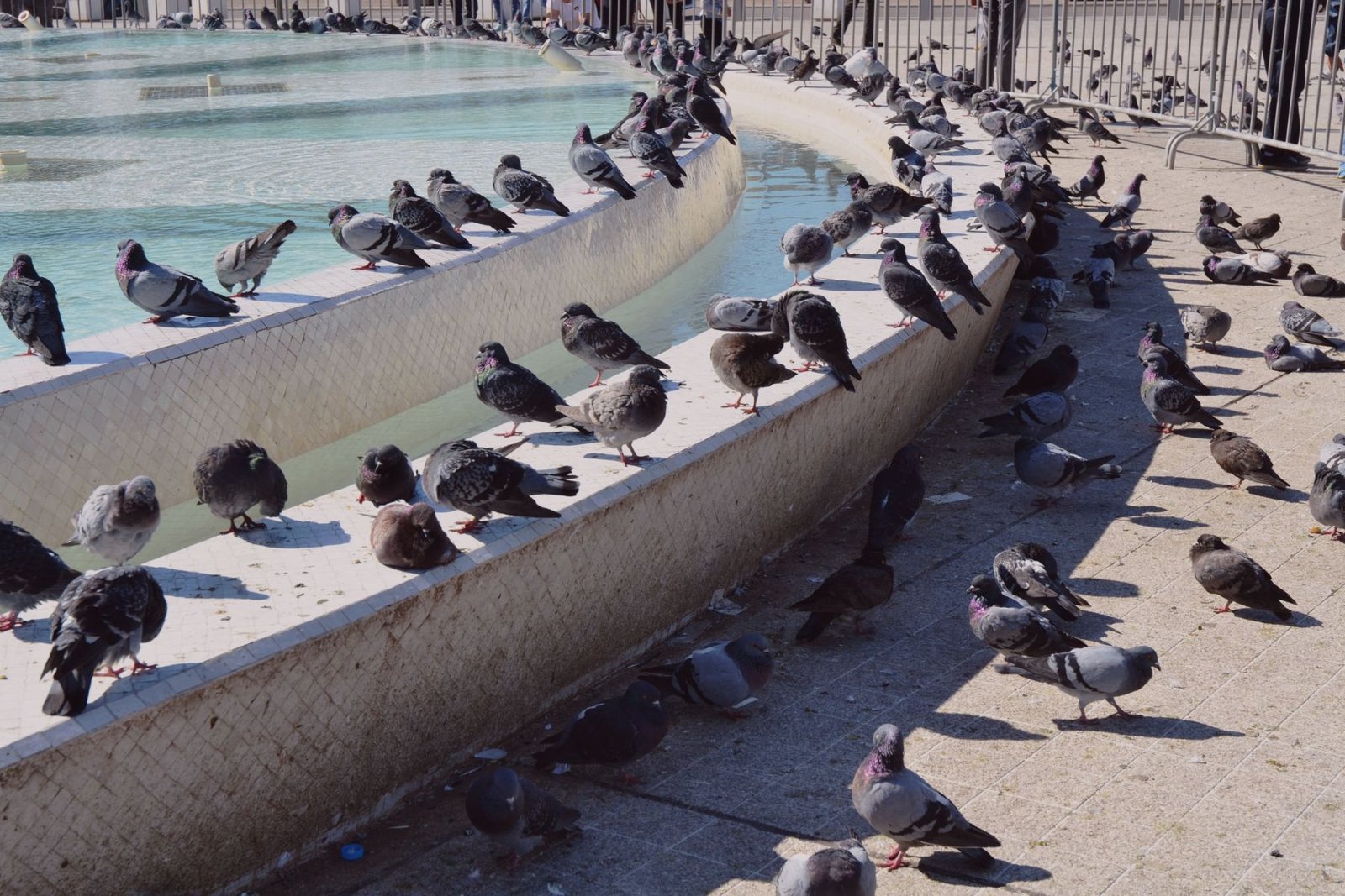 Flock of pigeons gathered around the central fountain in Mohammed V Square Casablanca